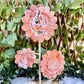 Large 3 Piece Druzy Pink Agate Flowers With Stand, Self-Love, Emotional Healing
